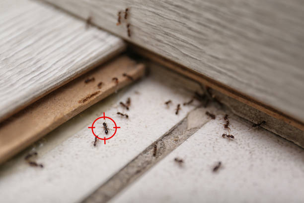 Wildlife Control Services in Hawthorne, FL