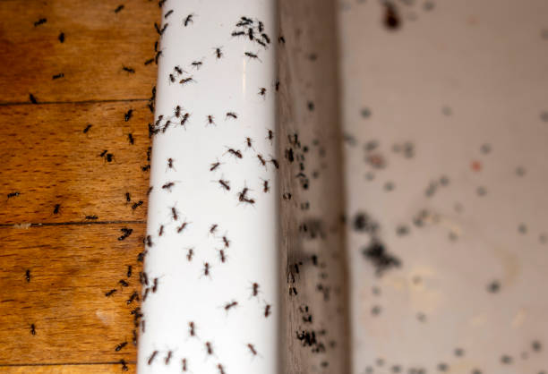 Best Emergency Pest Control  in Hawthorne, FL