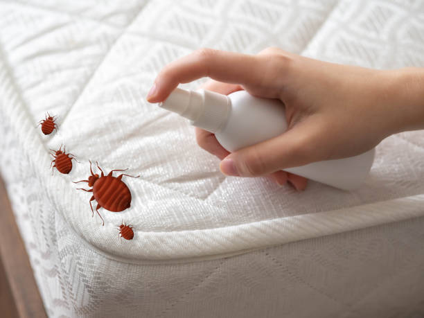 Best Affordable Pest Control Services  in Hawthorne, FL