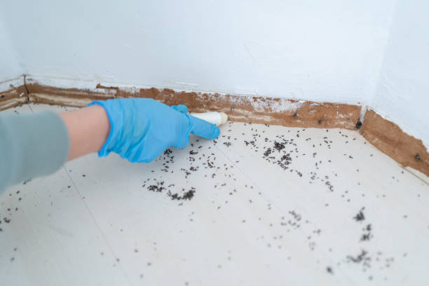Best Flea Control Services  in Hawthorne, FL